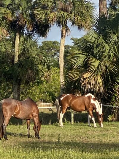 246D0650-1CCE-45E3-9C07-9EF82BEC9B9F