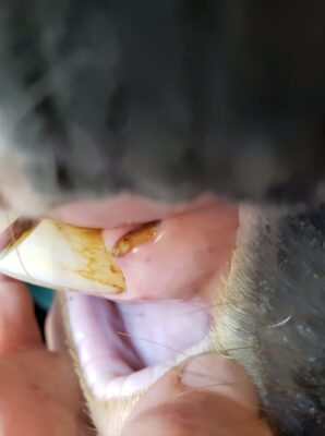 85258992_132645388260839_5420574371972382720_o