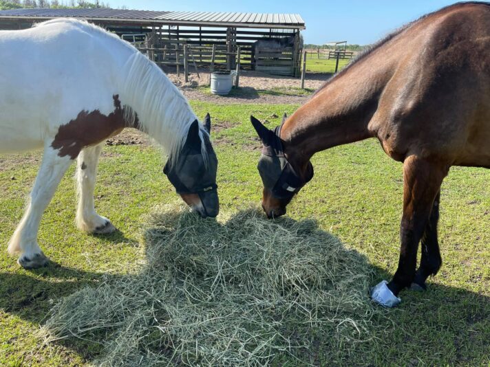 161374756_10157596390337471_3603714734235493710_o