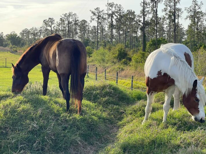 161542059_10157596401392471_4631506426271868834_o