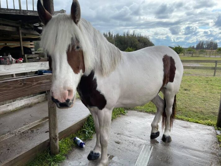 140633631_10157475980347471_6000838993485141439_n