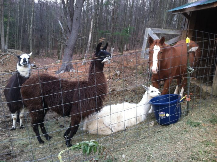 peacefulkingdomphoto