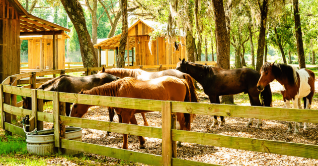 Chestnut, Bay, Paint