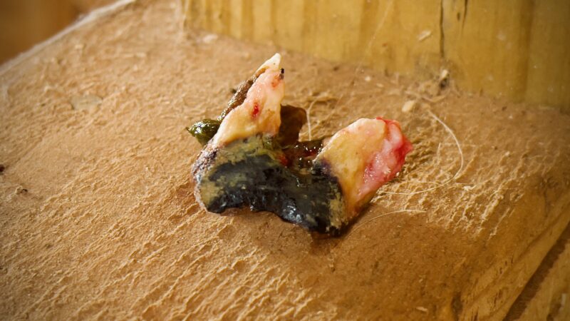 End stage tooth in a senior horse (>26 years)