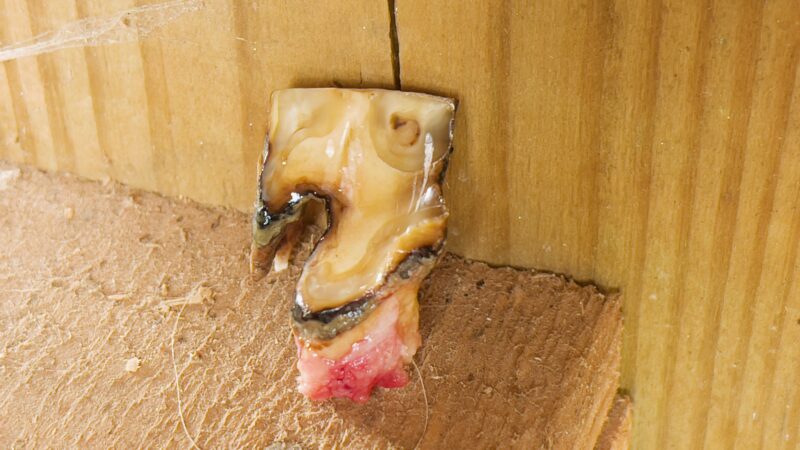 End stage tooth in a senior horse (>26 years)