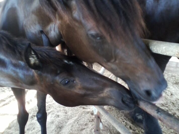 KIT and Her STAR Born Jan 6? 2017 JULY 22 2017