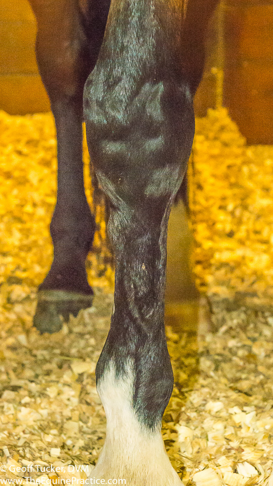 High medial splint of the LF cannon bone. The Horse's Advocate