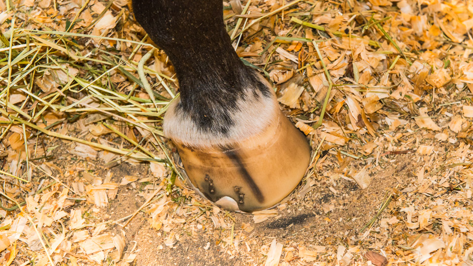 horses hooves when born | New Born